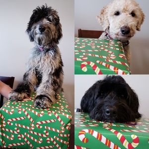 Meet your Posher, Mackenzie